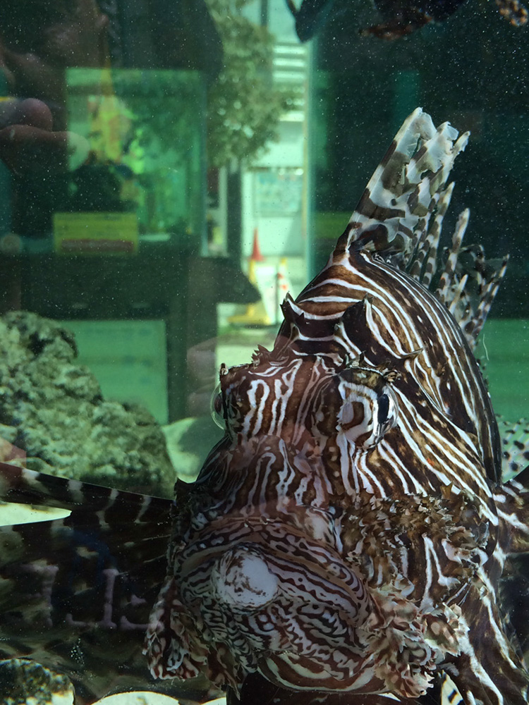 %_tempFileNameJapan-078%