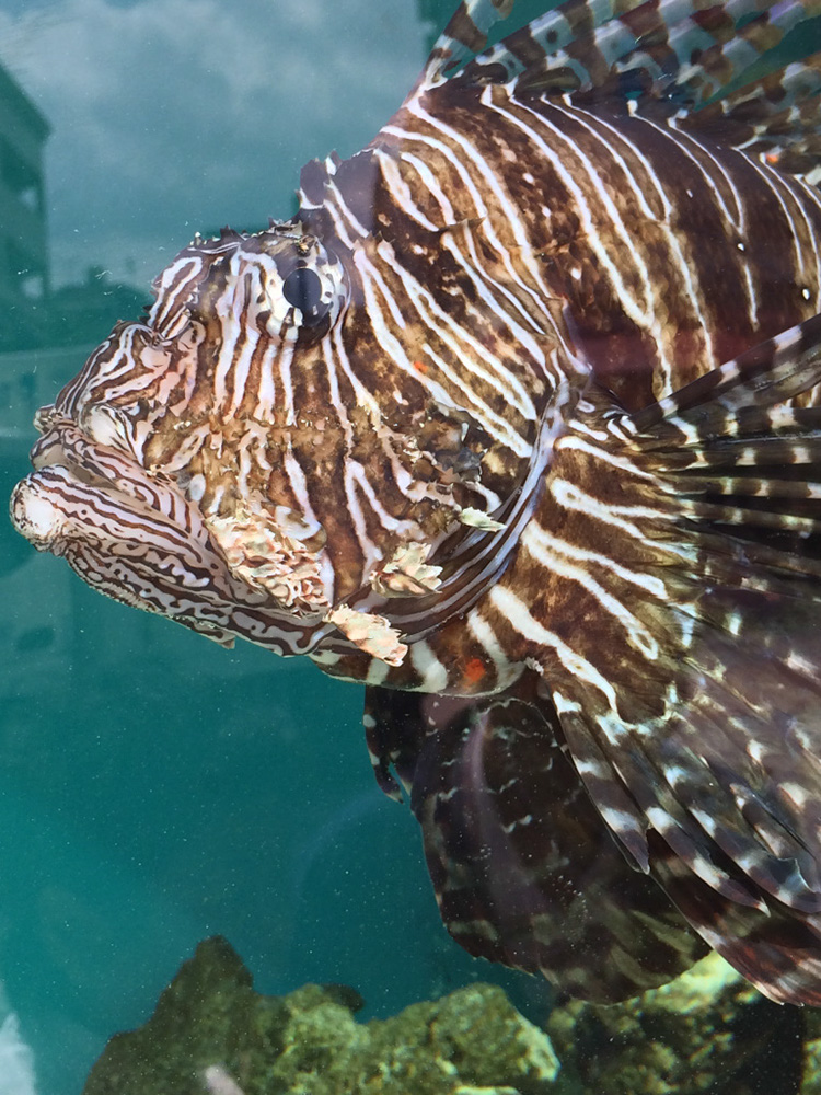 %_tempFileNameJapan-079%