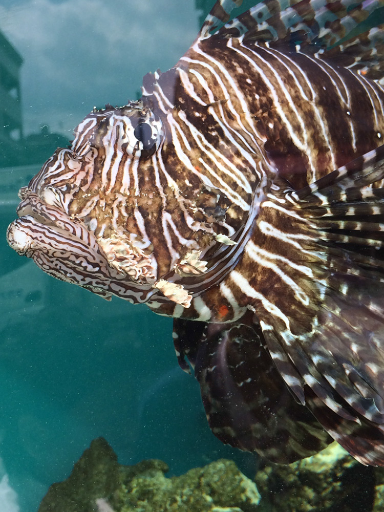 %_tempFileNameJapan-089%