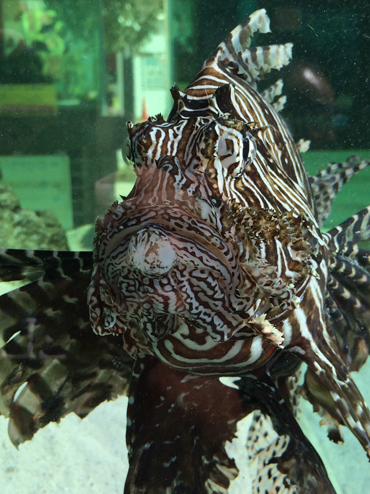 %_tempFileNameJapan-097%